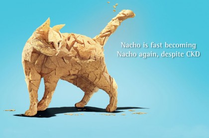 Have the Veterinary Marketing Awards gone to the dogs or cats?  The Olly Caporn column