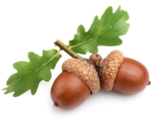 acorns